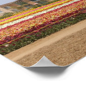 Poster Champ de fleurs Carlsbad (Coin)