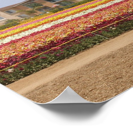 Poster Champ de fleurs Carlsbad (Coin)