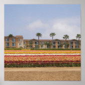 Poster Champ de fleurs Carlsbad (Devant)