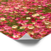 Poster Champ de fleurs de Cosmos, district de Fouriesburg (Coin)