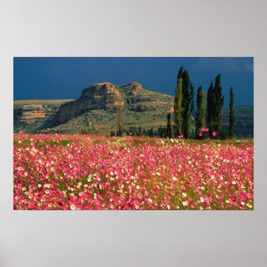 Poster Champ de fleurs de Cosmos, district de Fouriesburg (Devant)