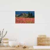 Poster Champ de fleurs de Cosmos, district de Fouriesburg (Cuisine)