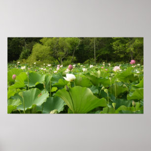 Poster Champ de fleurs de Lotus Jardin d'été