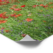 Poster Champ de fleurs de pavots hybrides plantés le long (Coin)