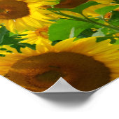 Poster Champ de fleurs de tournesol (Coin)