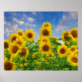 Poster Champ de fleurs de tournesol (Devant)