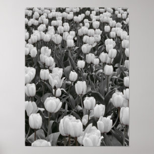 Poster Champ de fleurs noir et blanc