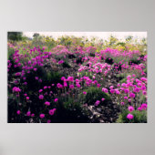 Poster Champ de fleurs roses (Devant)