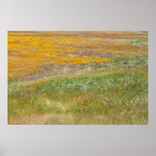 Poster Champ de fleurs sauvages colorées