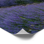 Poster Champ de lavande au coucher du soleil (Coin)