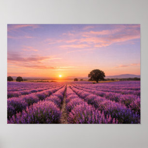 Poster Champ de lavande en fleurs au coucher de soleil do