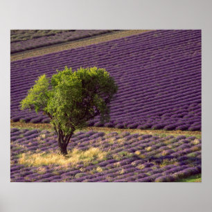 Poster Champ de lavande en Haute Provence, France
