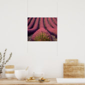 Poster Champ de lavande en Haute Provence, France 2 (Cuisine)