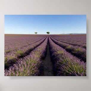 Poster Champ de lavande en Provence