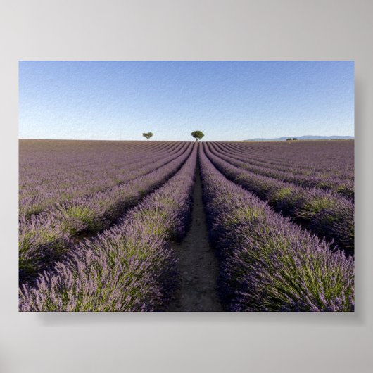 Poster Champ de lavande en Provence (Devant)