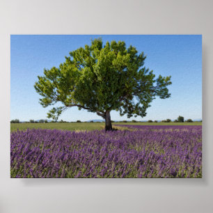 Poster Champ de lavande en Provence