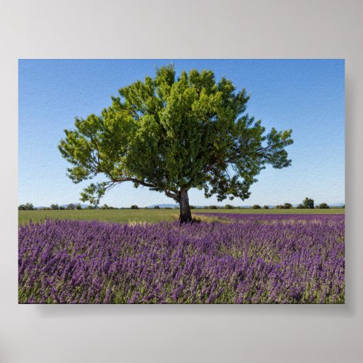Poster Champ de lavande en Provence (Devant)