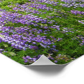 Poster Champ de Lupine, côte de Humbolt, Californie, USA. (Coin)