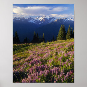 Poster Champ de lupine, Mt Olympus et nuages à