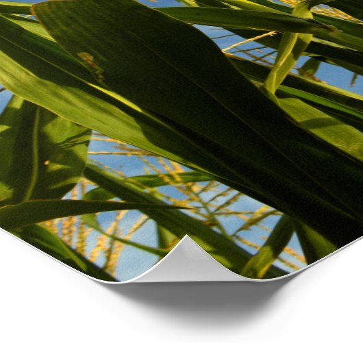 Poster Champ de maïs (Coin)