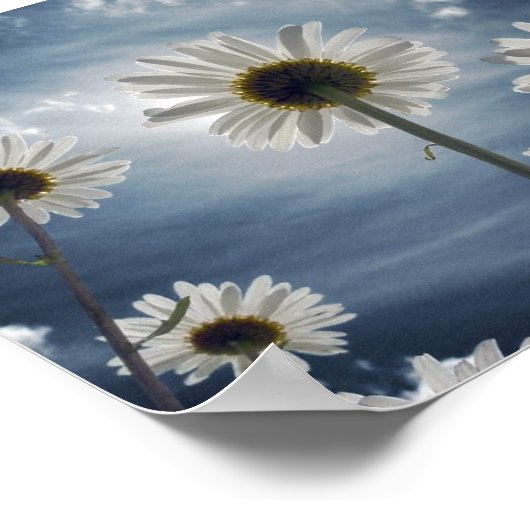 Poster Champ de marguerite (Coin)