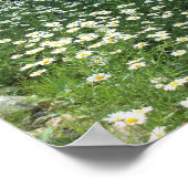 Poster Champ de marguerites (Coin)