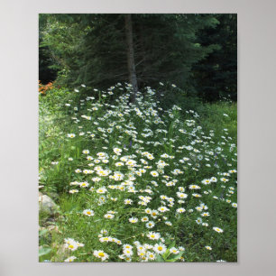 Poster Champ de marguerites
