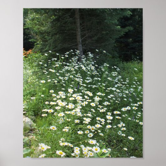 Poster Champ de marguerites (Devant)