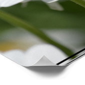 Poster Champ de marguerites (Coin)