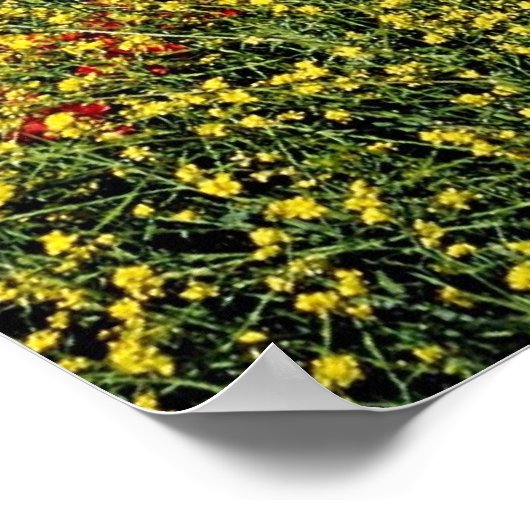 Poster Champ de pavot, Moyen Atlas, fleurs du Maroc (Coin)