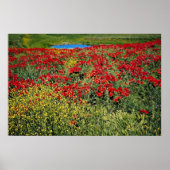 Poster Champ de pavot, Moyen Atlas, fleurs du Maroc (Devant)