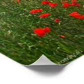 Poster Champ de pavots (Coin)