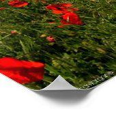 Poster Champ de pavots II (Coin)