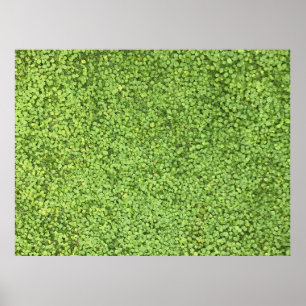 Poster Champ de plante vert