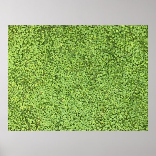 Poster Champ de plante vert (Devant)