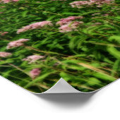 Poster Champ De Sweet Joe Pye Fleurs De Mauvaises Herbes (Coin)