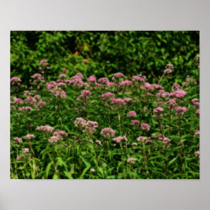 Poster Champ De Sweet Joe Pye Fleurs De Mauvaises Herbes 