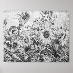 Poster Champ de tournesol Découpage noir et blanc Vintage