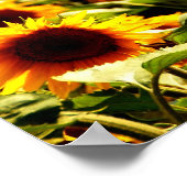 Poster champ de tournesols (Coin)