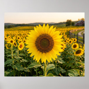 Poster Champ de tournesols