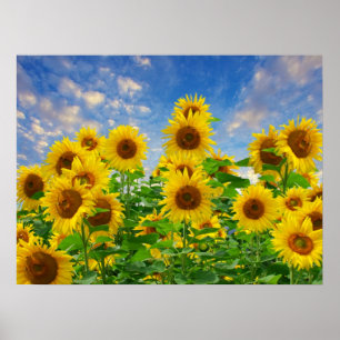 Poster Champ de tournesols