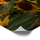 Poster Champ de tournesols (Coin)