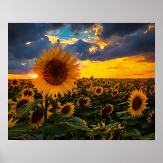 Poster Champ de tournesols (Devant)