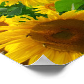 Poster Champ de tournesols, belles fleurs, (Coin)