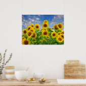 Poster Champ de tournesols, belles fleurs, (Cuisine)