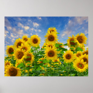 Poster Champ de tournesols, belles fleurs,