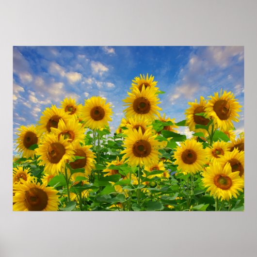 Poster Champ de tournesols, belles fleurs, (Devant)