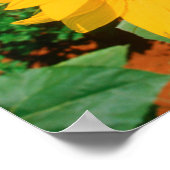 Poster Champ de tournesols. District de Heidleberg (Coin)