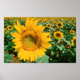 Poster Champ de tournesols. District de Heidleberg