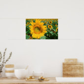Poster Champ de tournesols. District de Heidleberg (Cuisine)